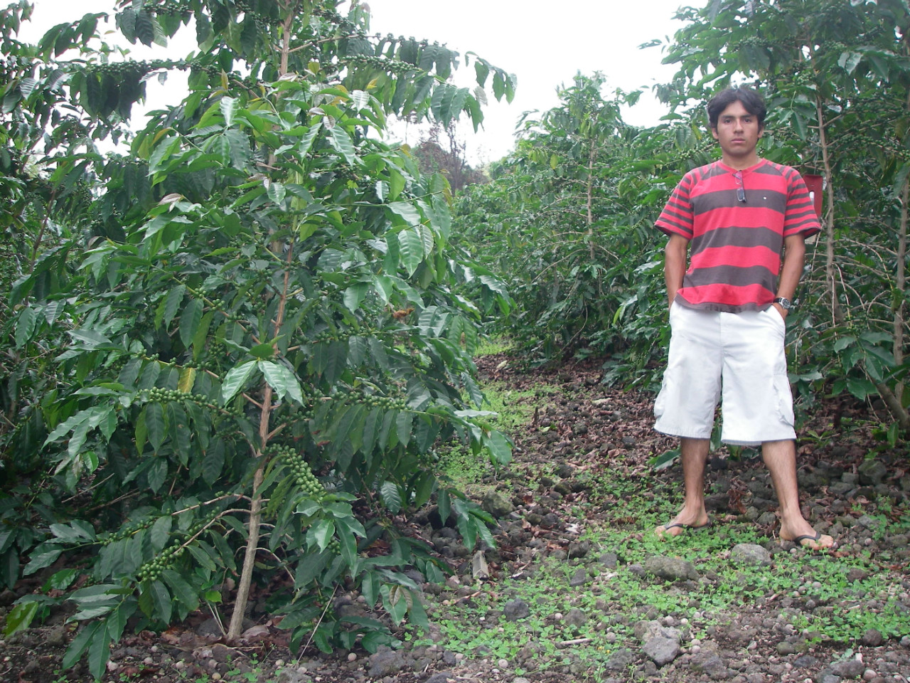 Coffee growing